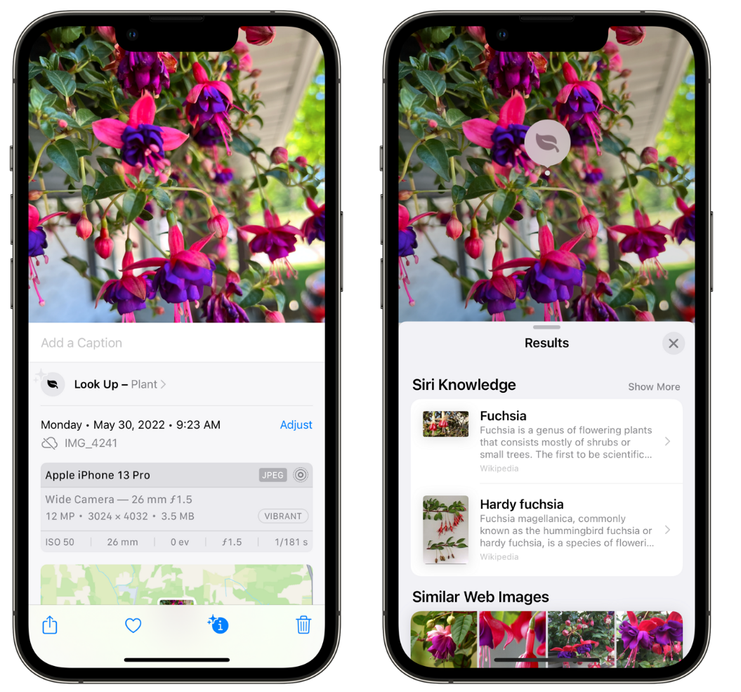 重庆苹果手机维修分享小技巧：使用 iPhone 相机识别花卉植物 